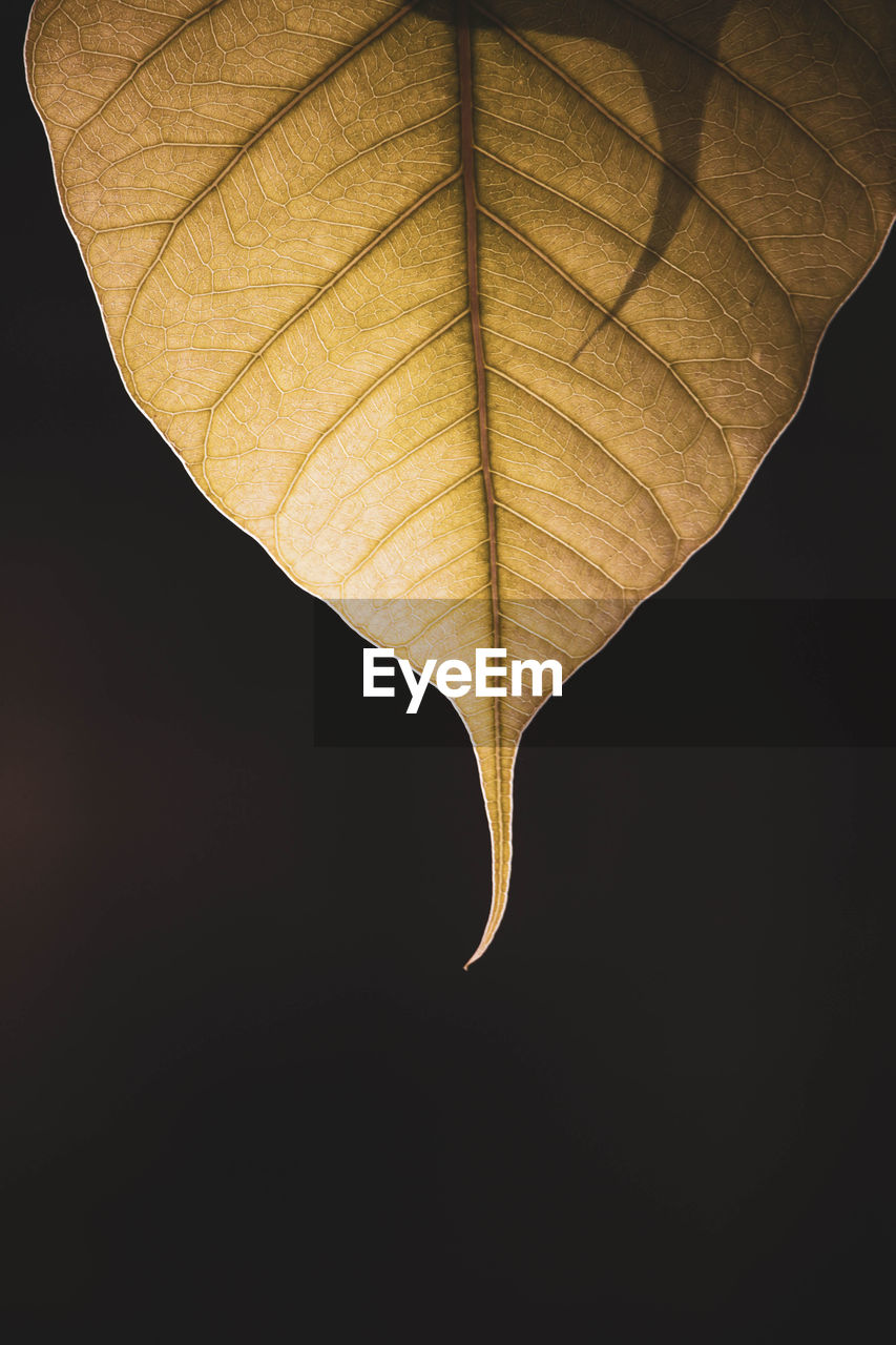 LOW ANGLE VIEW OF LEAVES AGAINST BLACK BACKGROUND