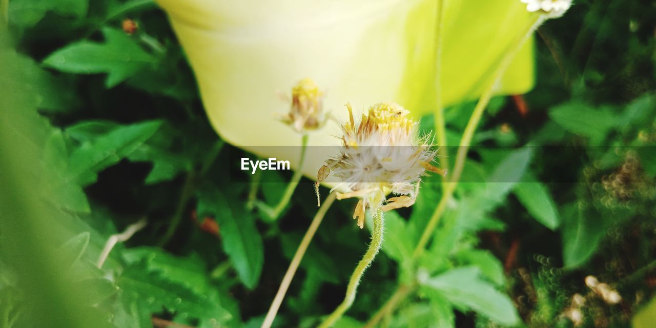 CLOSE-UP OF HONEY BEE POLLINATING ON FLOWER