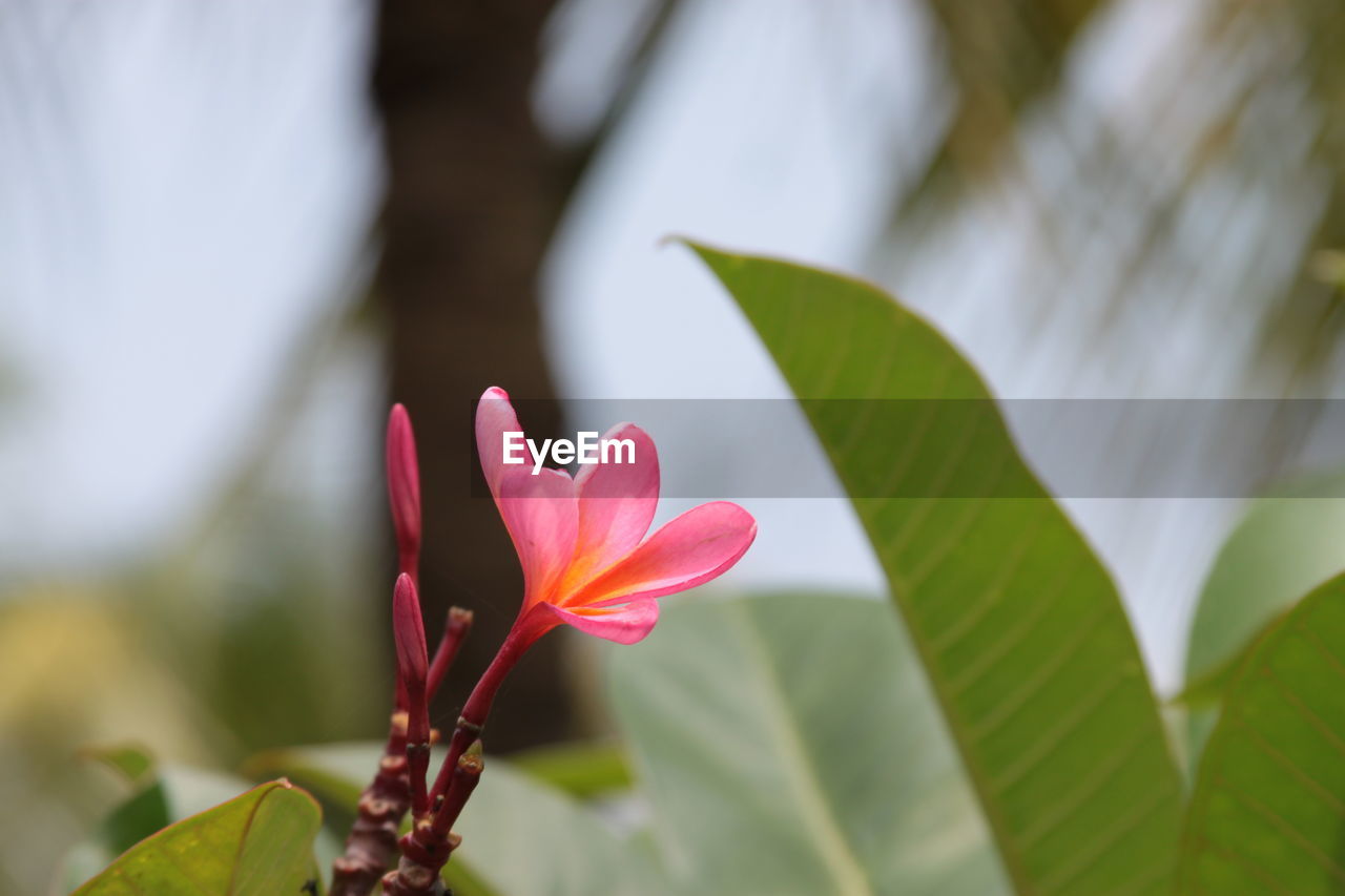 Close-up of pink flower with leaves