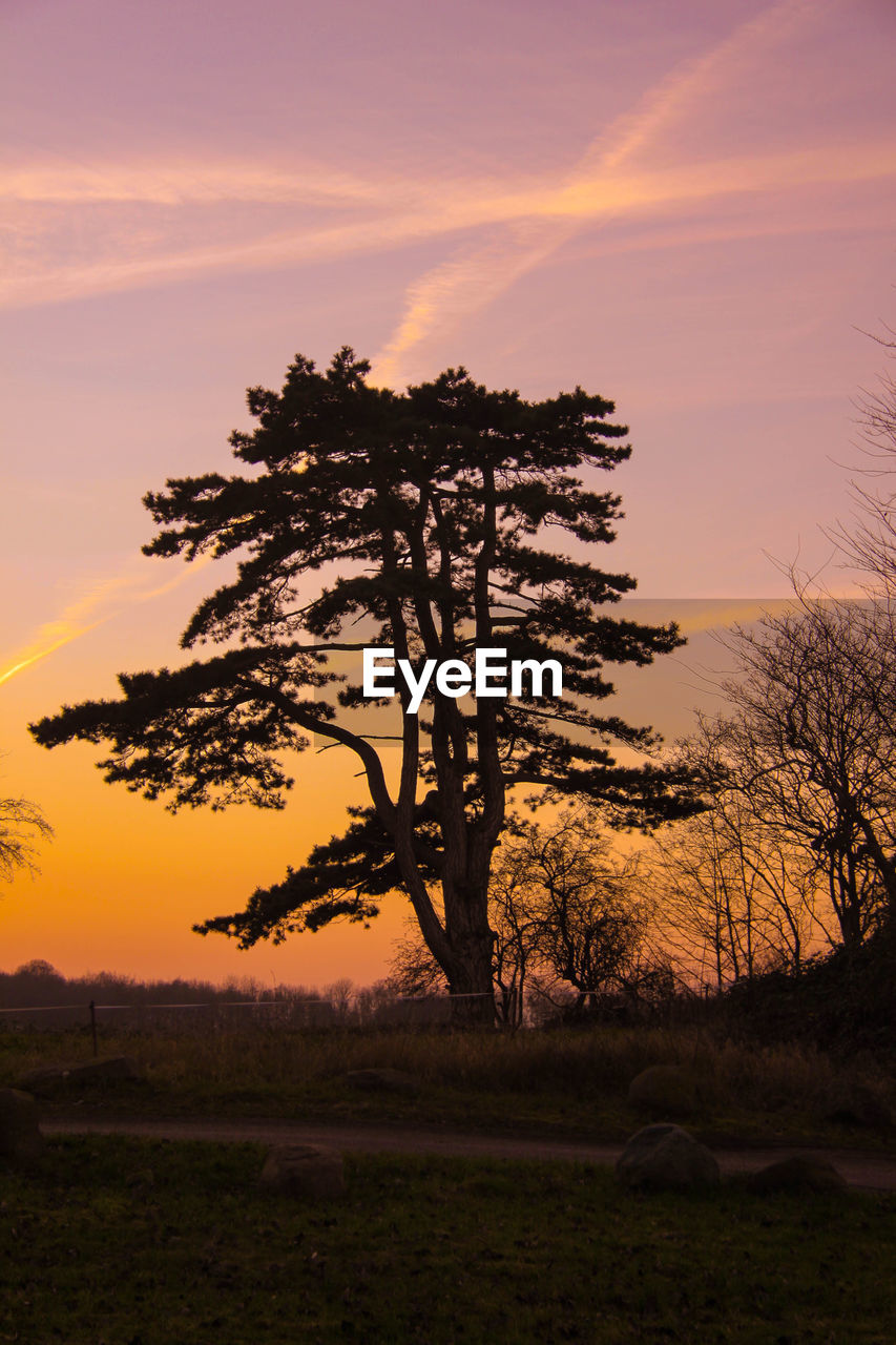 TREE AT SUNSET