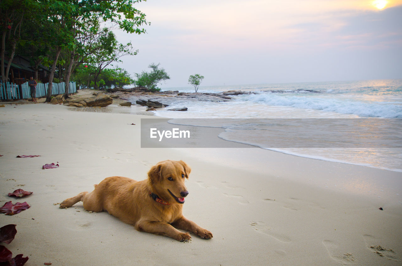 Dog lying on beach