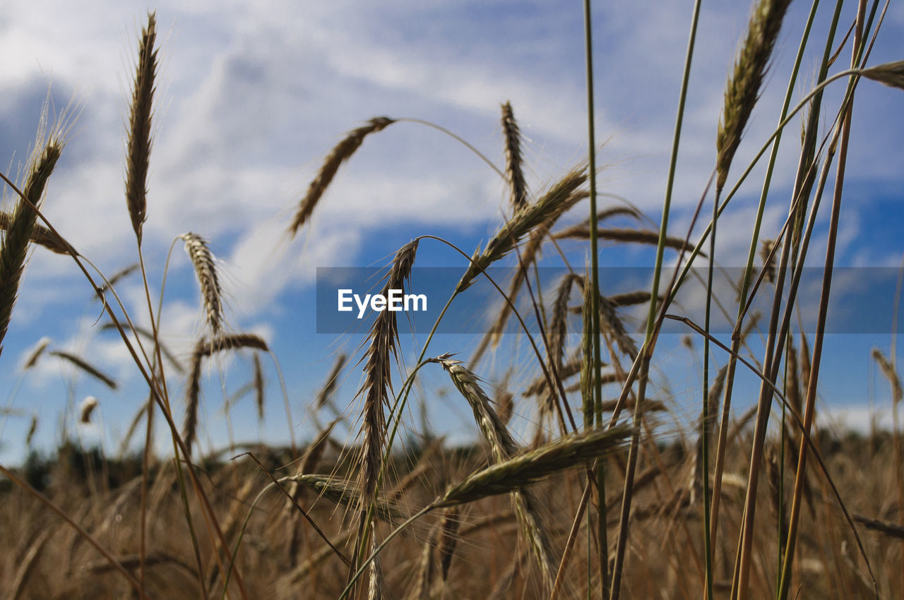 Close-up of plants on field against sky