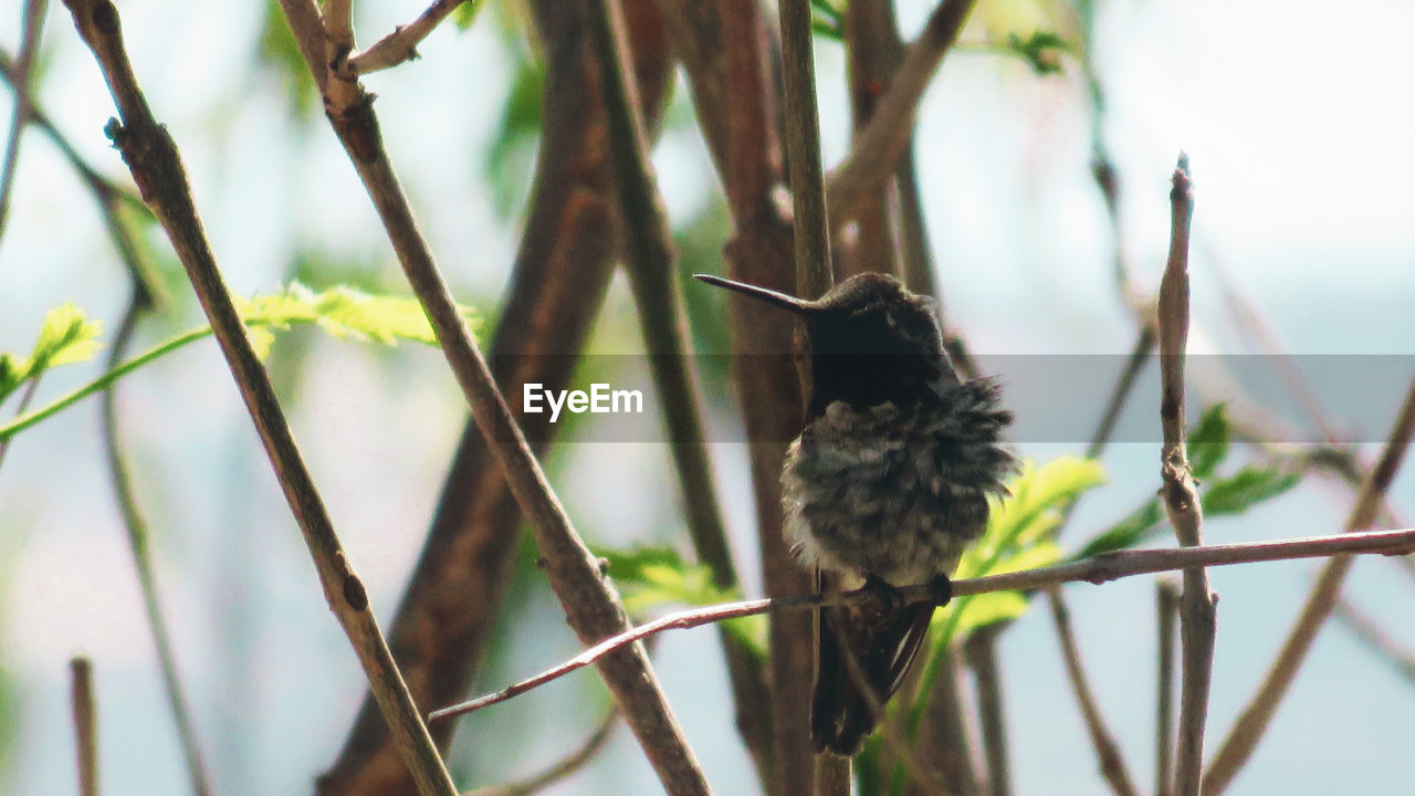 Animal Themes Animal Wildlife Animals In The Wild Beauty In Nature Bird Branch Close-up Day Focus On Foreground Full Length Hummingbird Nature No People One Animal Outdoors Perching Tree