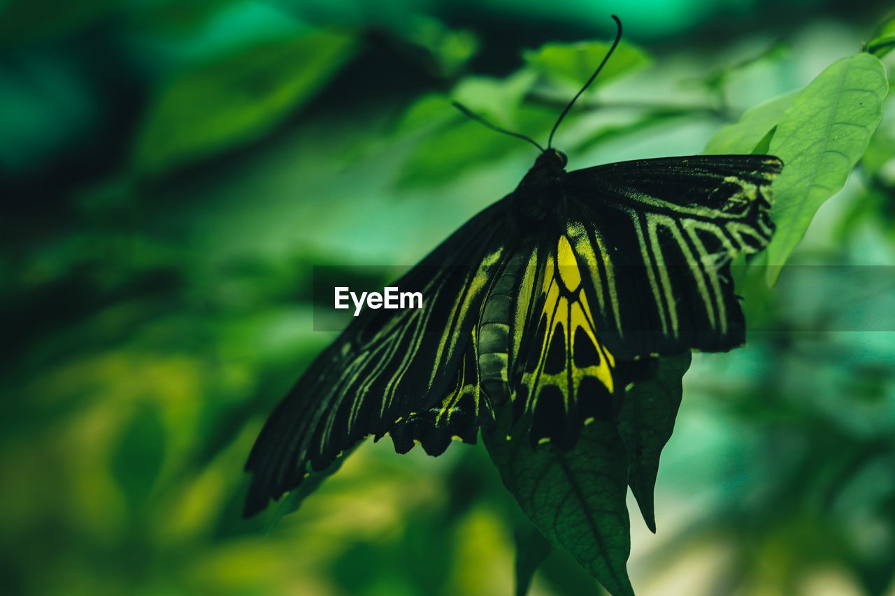 Close-up of butterfly on leaf