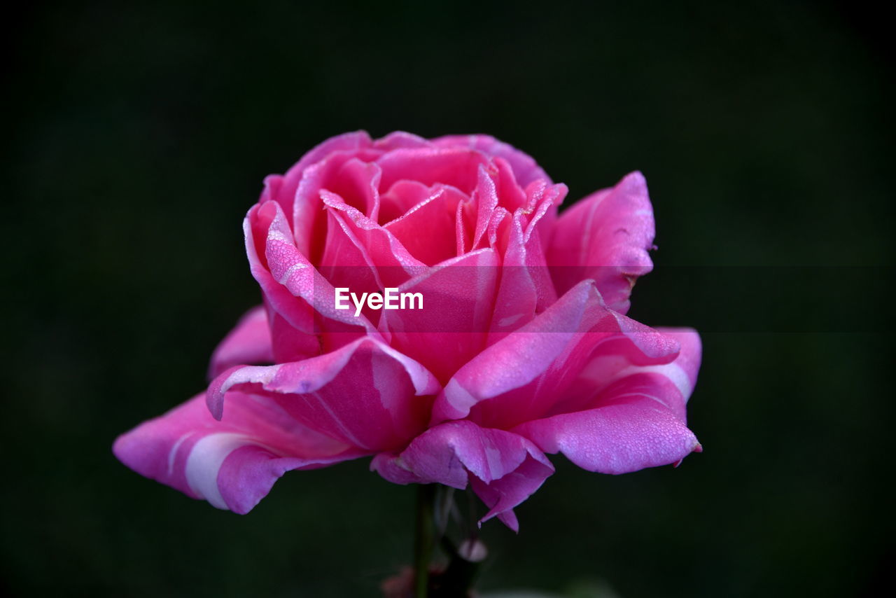 flower, flowering plant, plant, beauty in nature, petal, freshness, pink, inflorescence, rose, close-up, flower head, fragility, macro photography, garden roses, nature, plant stem, no people, focus on foreground, outdoors, growth, rose - flower, springtime, blossom