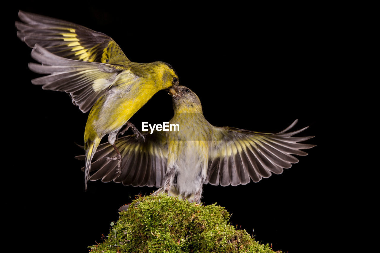 CLOSE-UP OF A BIRD FLYING