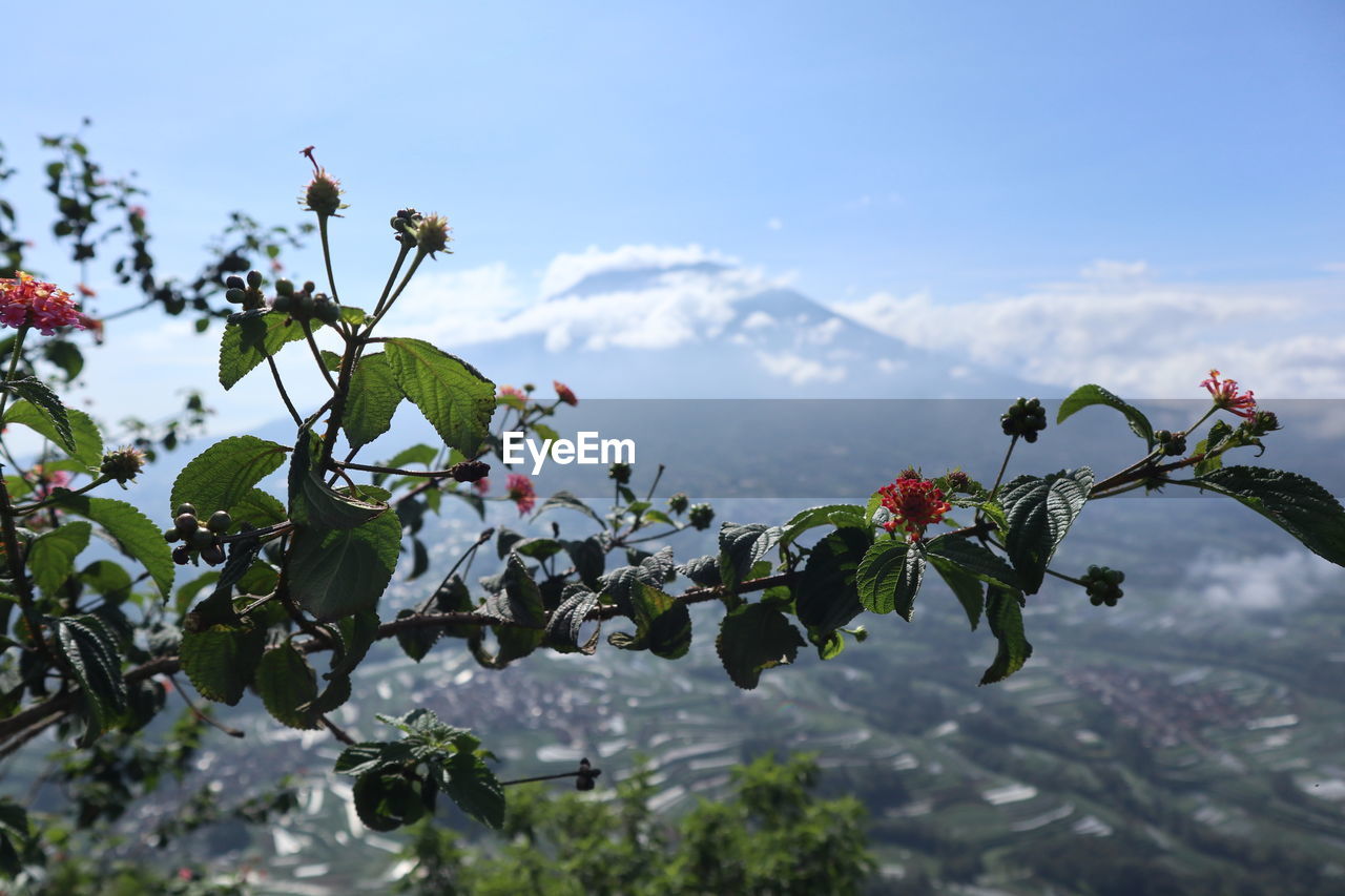 Low angle view of flowering plants against sky