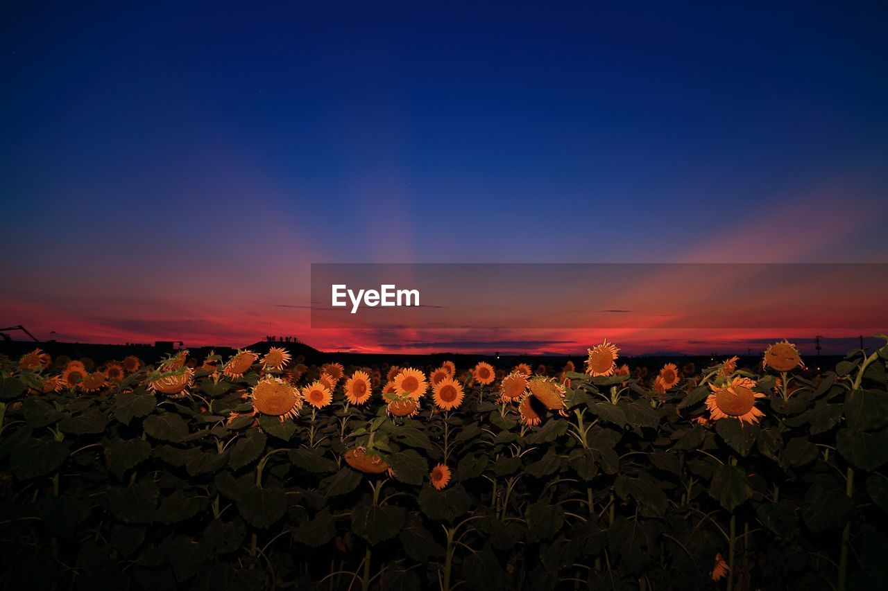 VIEW OF FIELD AGAINST SKY AT NIGHT