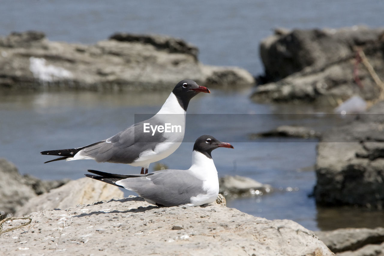 SEAGULL ON ROCK