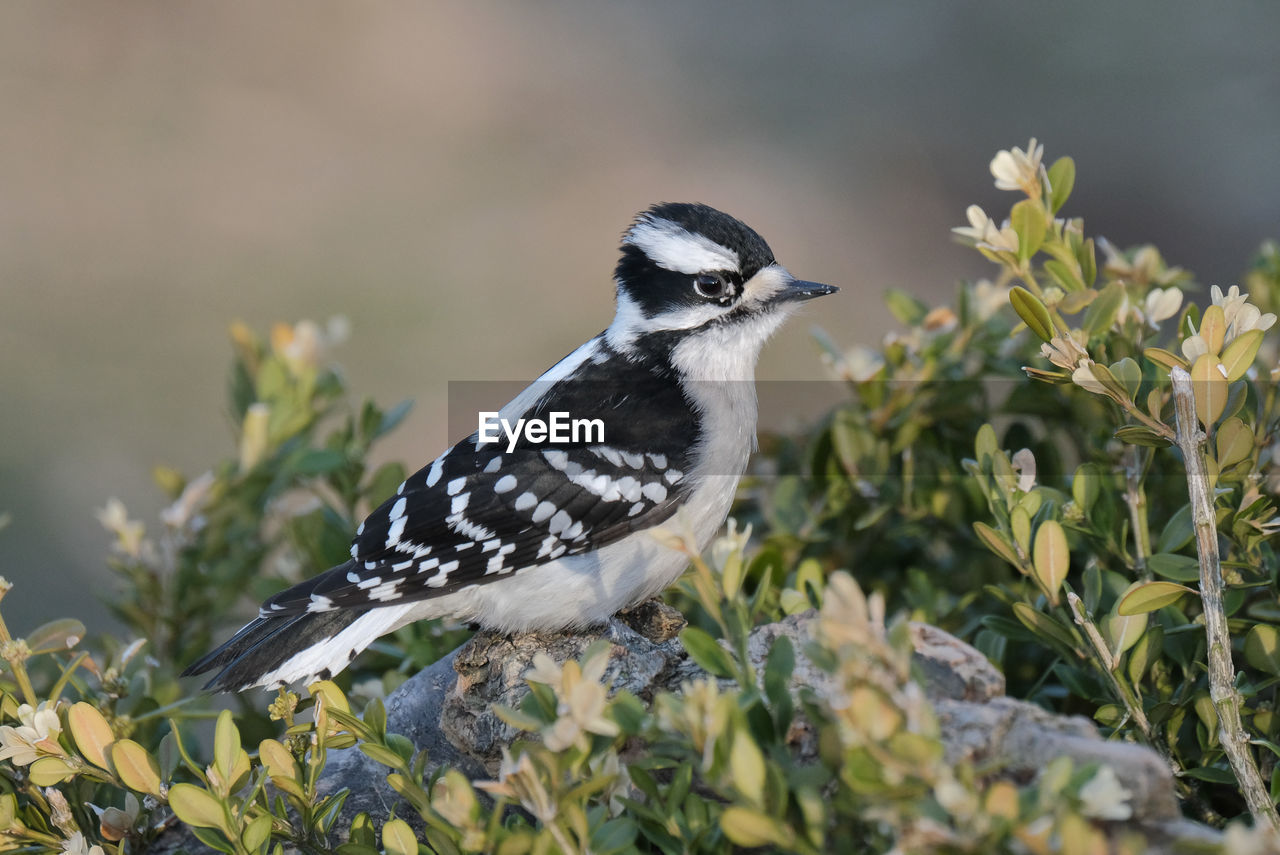 Downy woodpecker