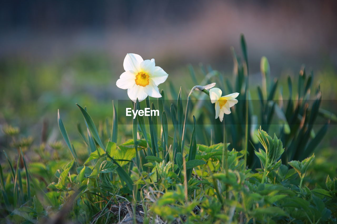 Close-up of yellow flowering plant on field