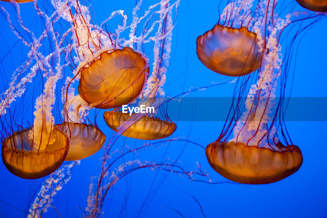 JELLYFISH IN SEA