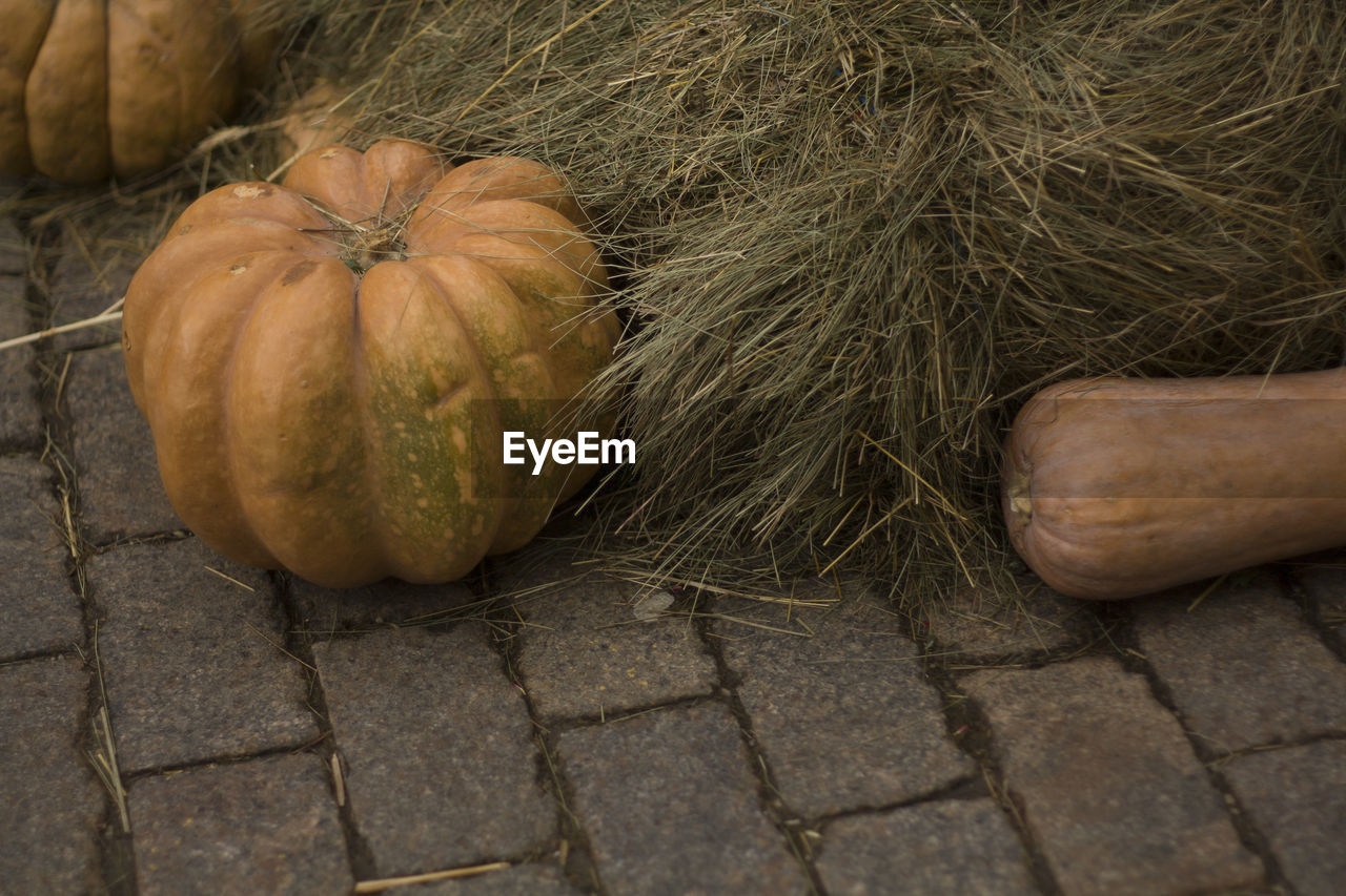 HIGH ANGLE VIEW OF PUMPKIN PUMPKINS ON STONE