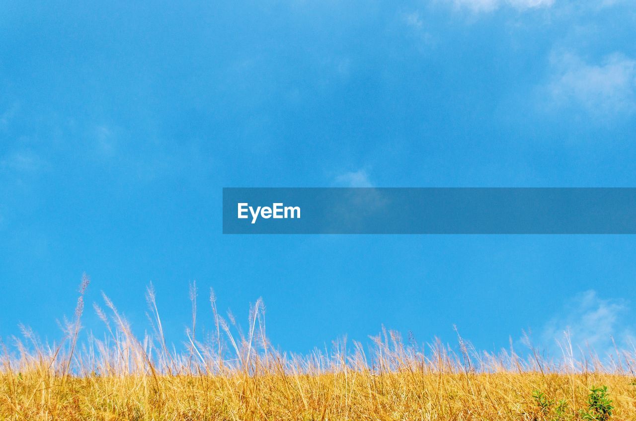 Scenic view of field against blue sky