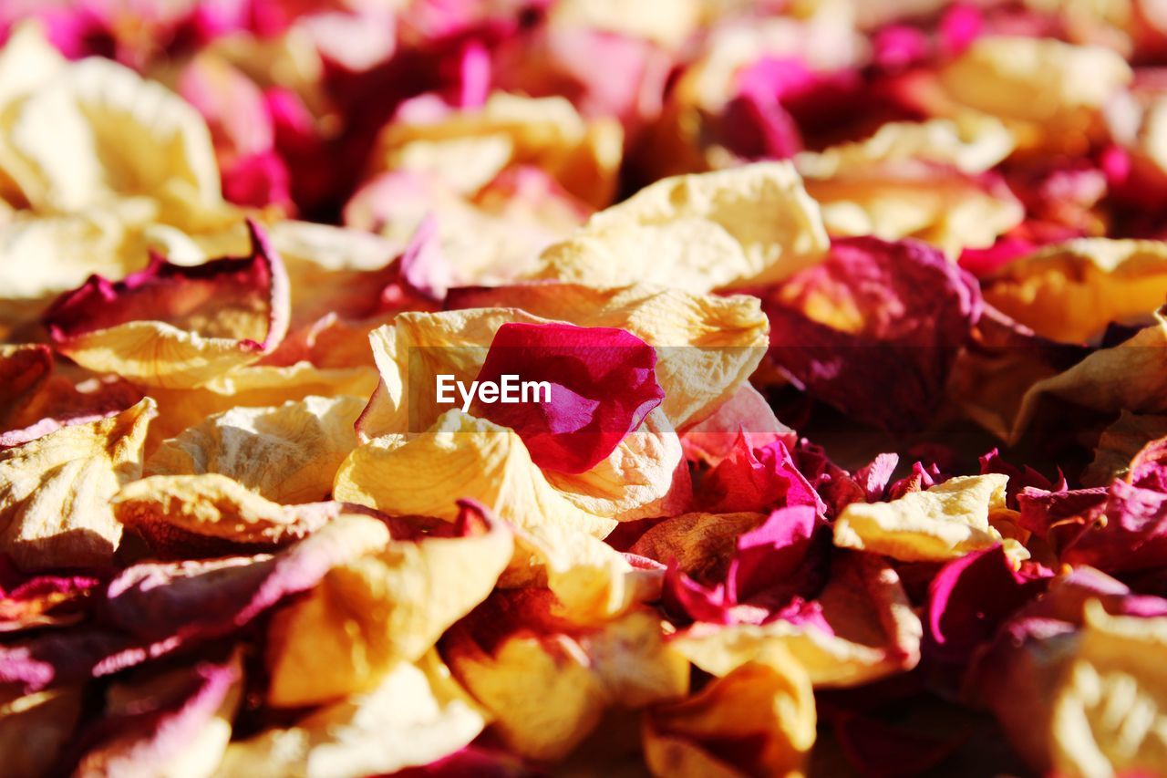 Full frame shot of dried roses