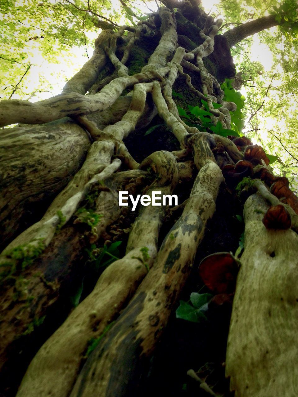 LOW ANGLE VIEW OF TREES