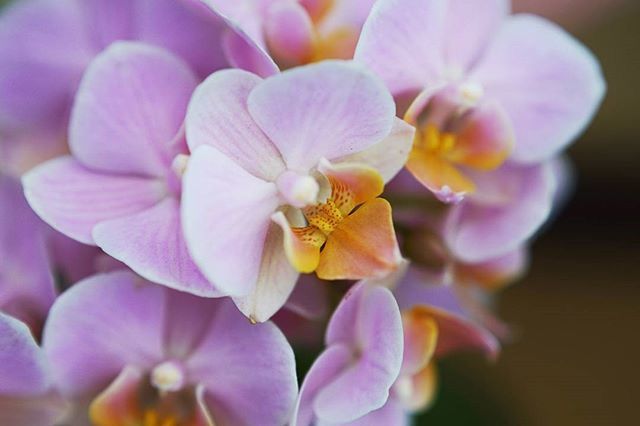 CLOSE-UP OF FLOWERS BLOOMING OUTDOORS