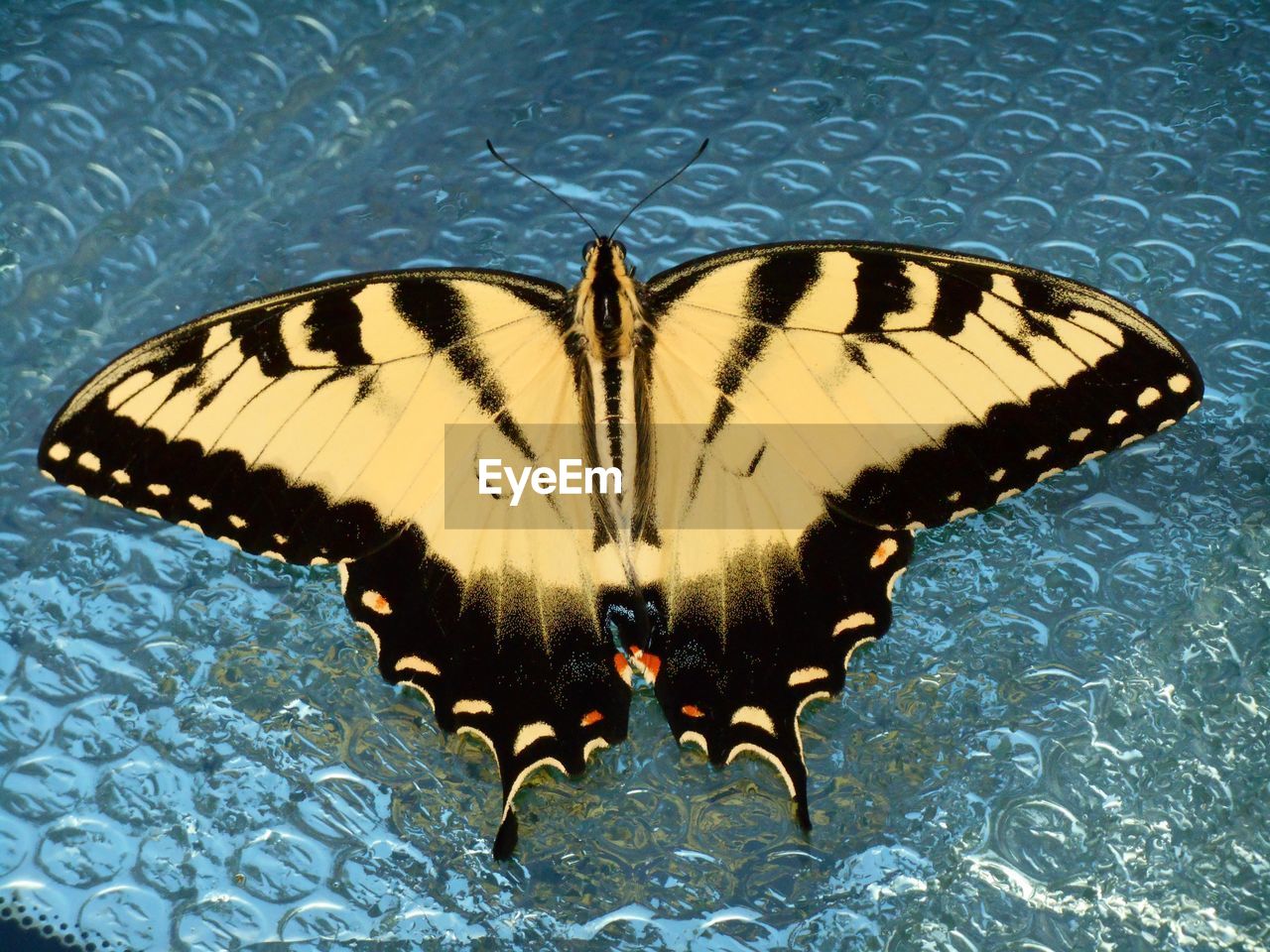 Close-up of swallowtail butterfly on plastic