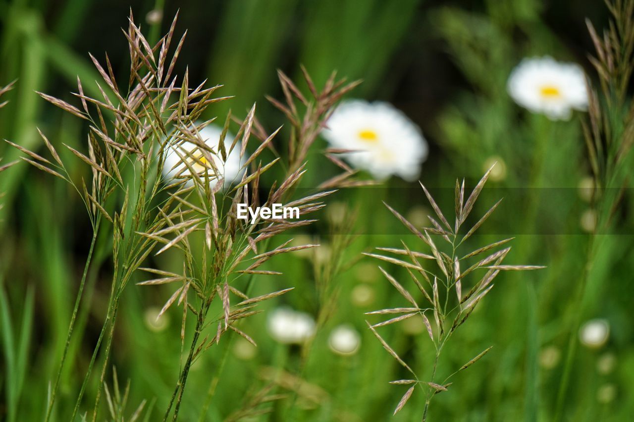 Close-up of grass