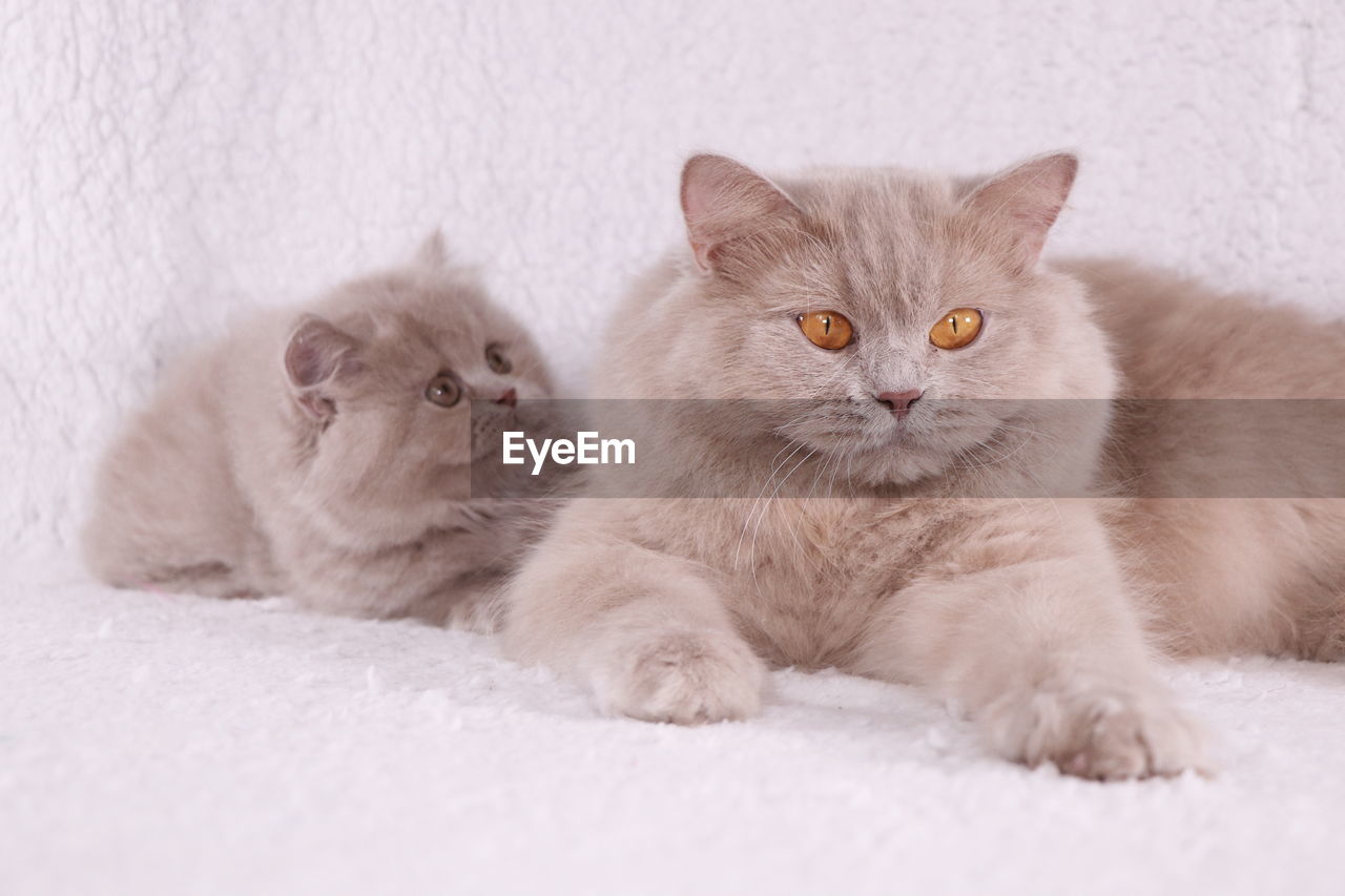 CLOSE-UP PORTRAIT OF CATS ON CARPET