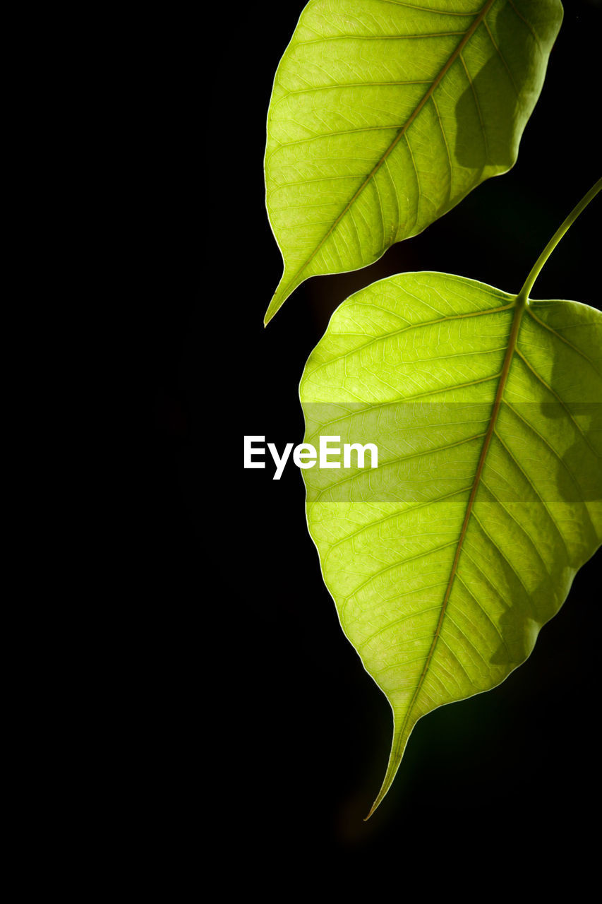 CLOSE-UP OF GREEN LEAVES AGAINST BLACK BACKGROUND