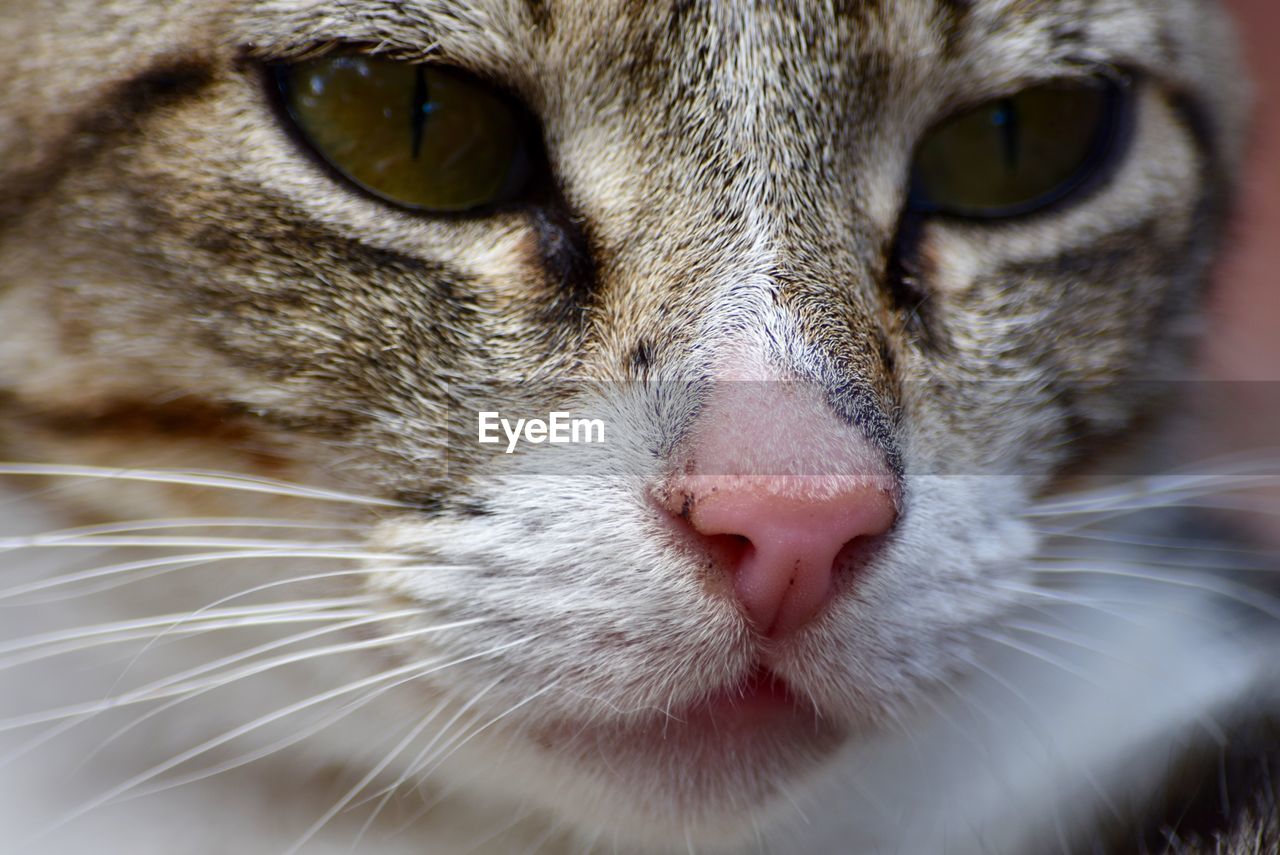 Close-up portrait of cat