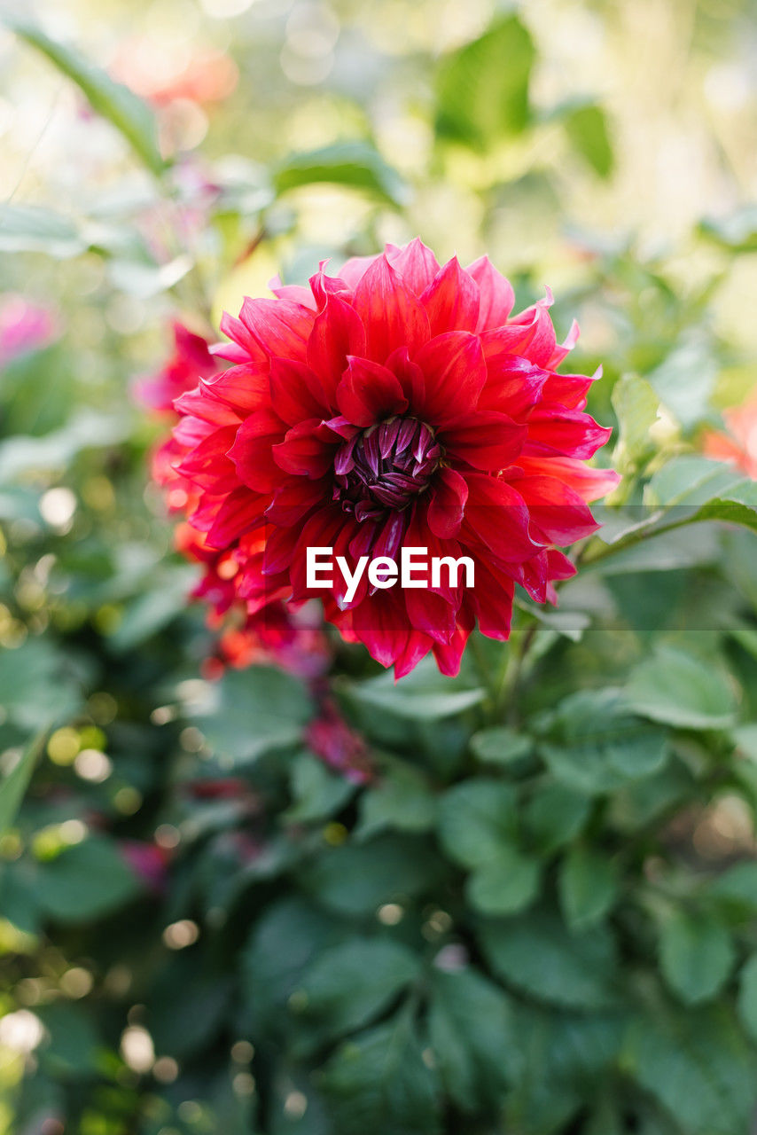 flower, flowering plant, plant, freshness, beauty in nature, flower head, close-up, nature, petal, inflorescence, fragility, red, growth, pink, plant part, no people, leaf, outdoors, dahlia, focus on foreground, summer, day