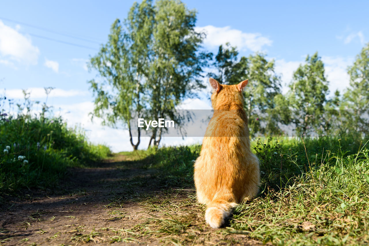 Rear view of cat sitting on field