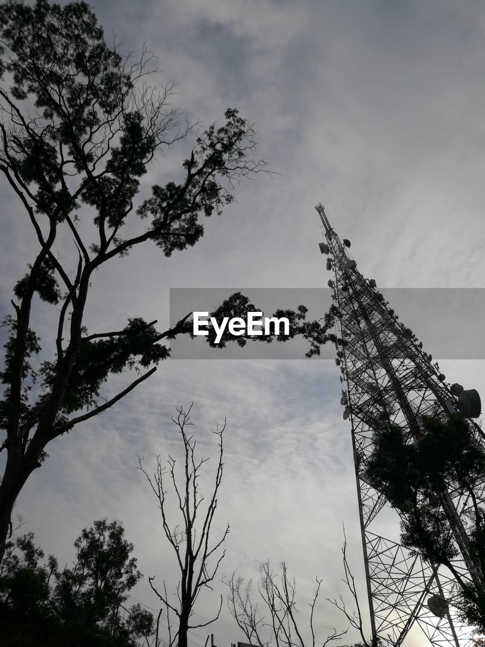 LOW ANGLE VIEW OF TREES AGAINST SKY