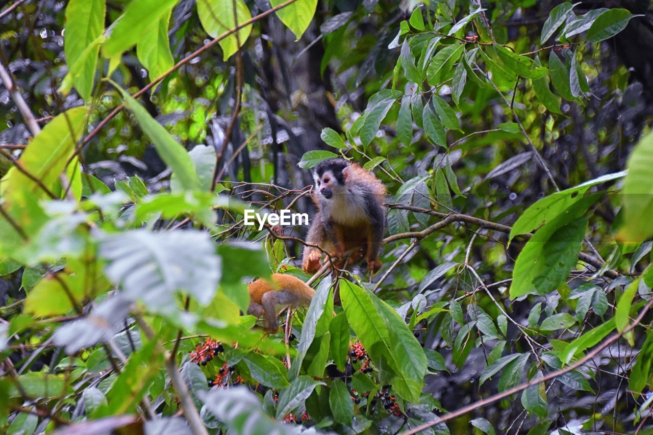 animal wildlife, animal themes, animal, plant, wildlife, tree, nature, rainforest, branch, leaf, one animal, forest, plant part, jungle, flower, no people, mammal, bird, land, green, growth, natural environment, primate, outdoors, environment, beauty in nature, day, monkey, food