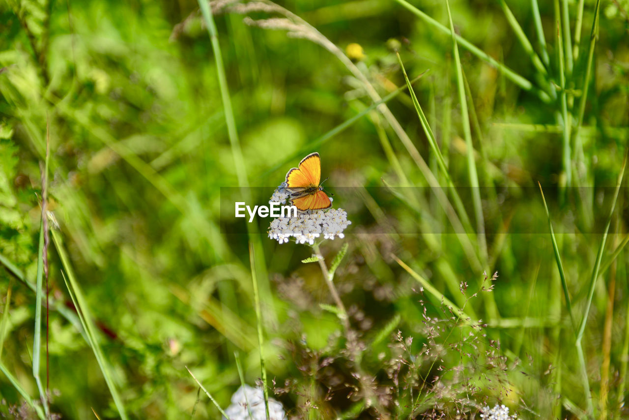 Close-up of butterfly on flower