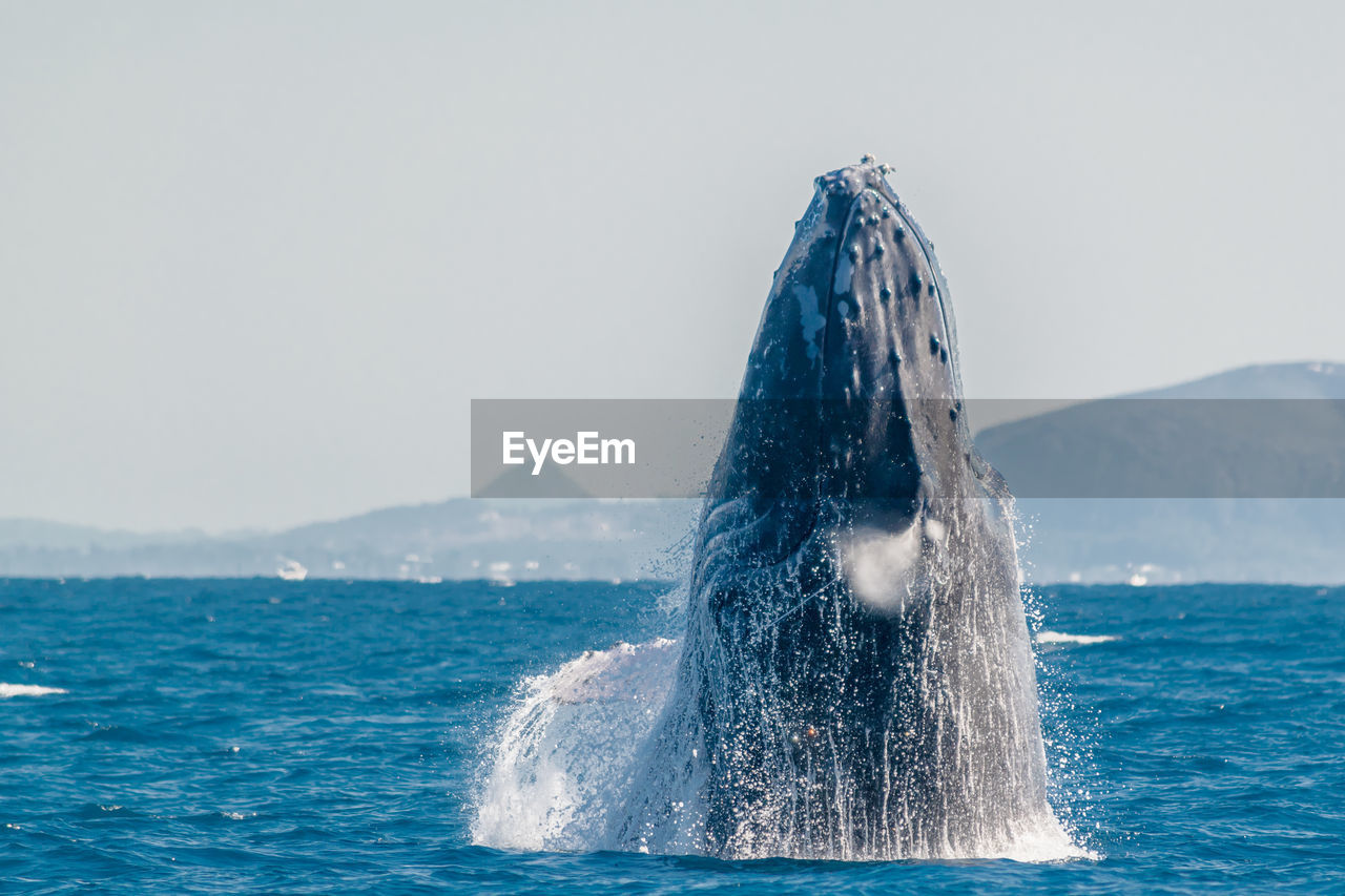 Whale swimming in sea against sky