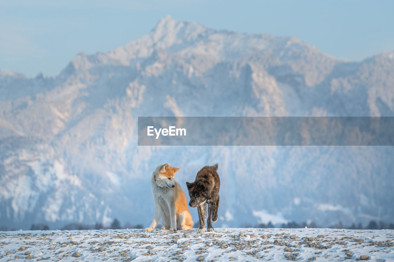 Dogs on against mountains against sky