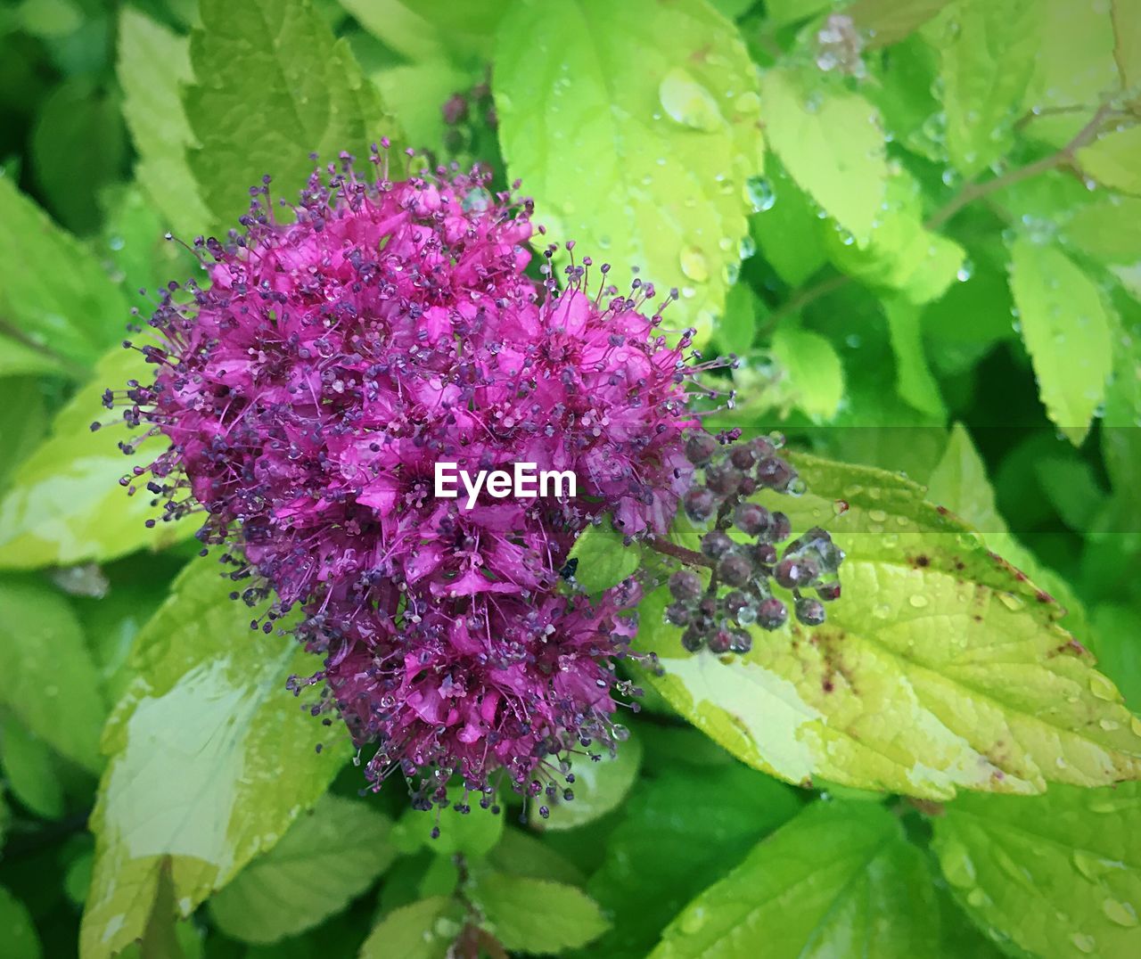 Close-up of purple flower growing in field