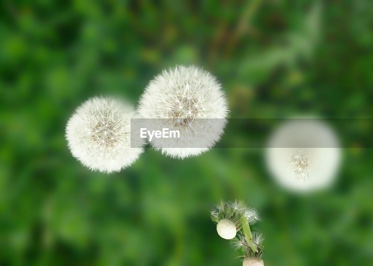 Close-up of dandelion flowers against blurred background