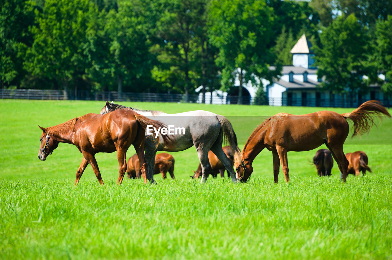 Horses grazing on a kentucky horse farm