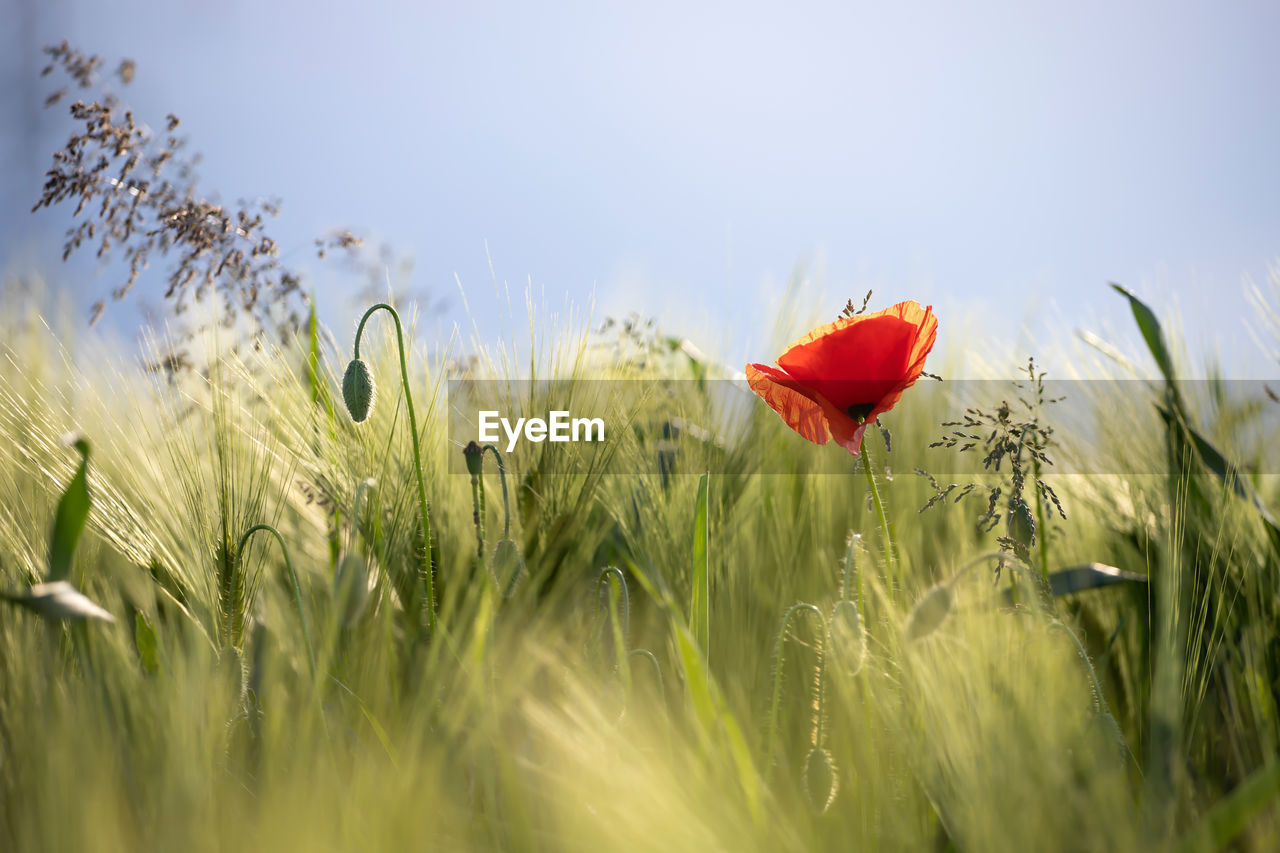 CLOSE-UP OF RED POPPY FLOWERS GROWING ON FIELD