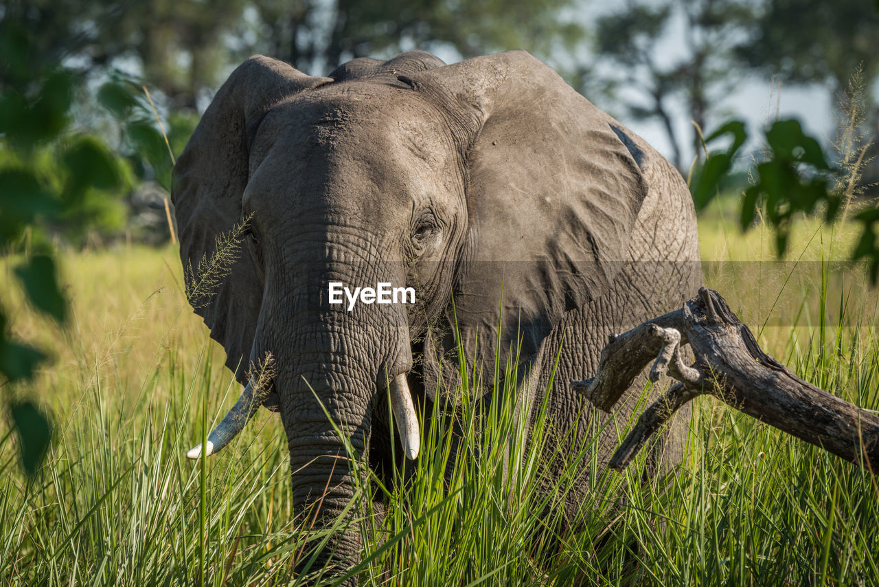 Close-up portrait of african elephant walking in forest