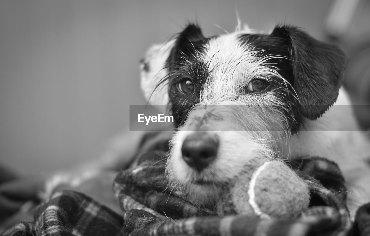 Close-up portrait of dog