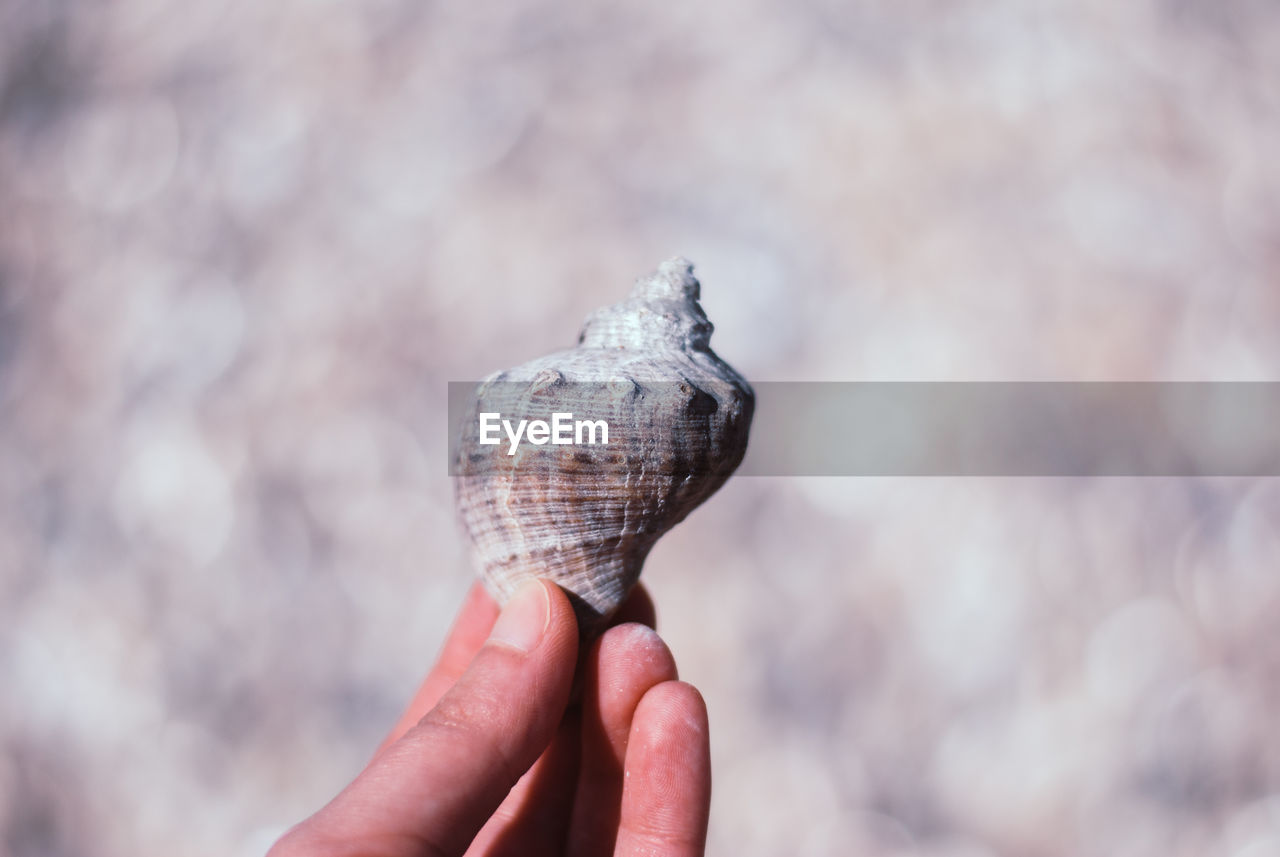 Close-up of hand holding animal shell