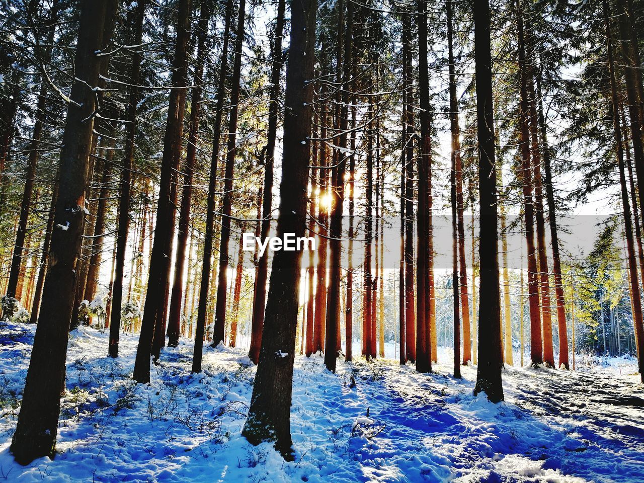 TREES ON SNOW COVERED FOREST