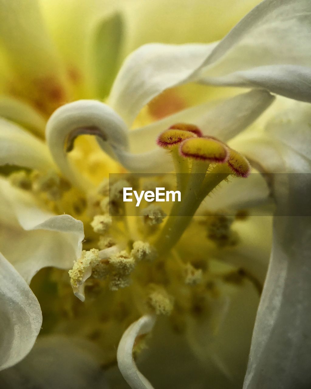 CLOSE-UP OF FLOWERS