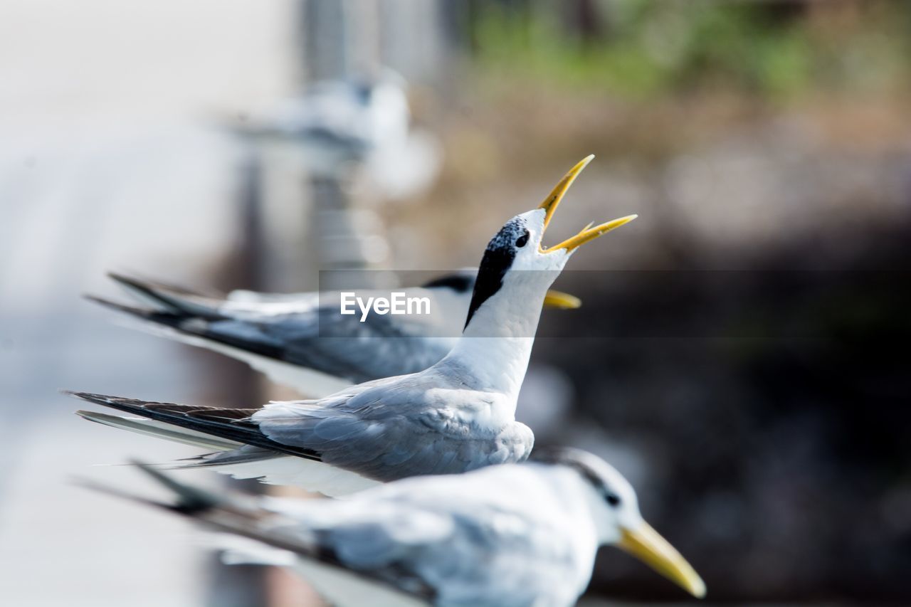 Close-up of bird perching outdoors