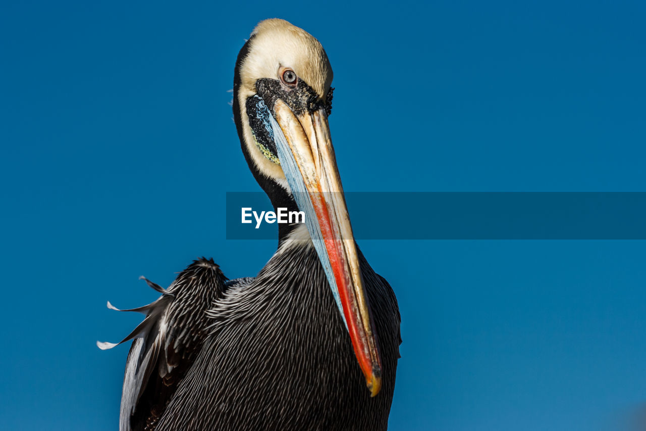 Close-up of pelican against clear blue sky