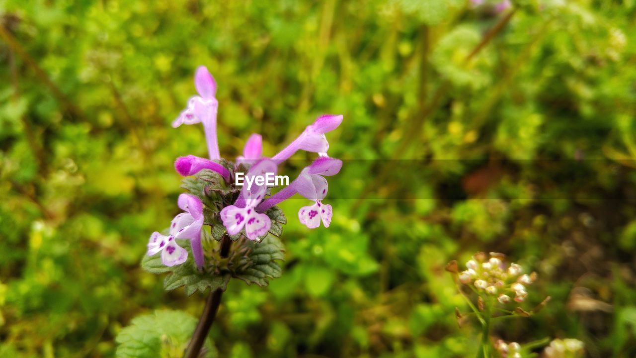 CLOSE-UP OF PURPLE FLOWER BLOOMING