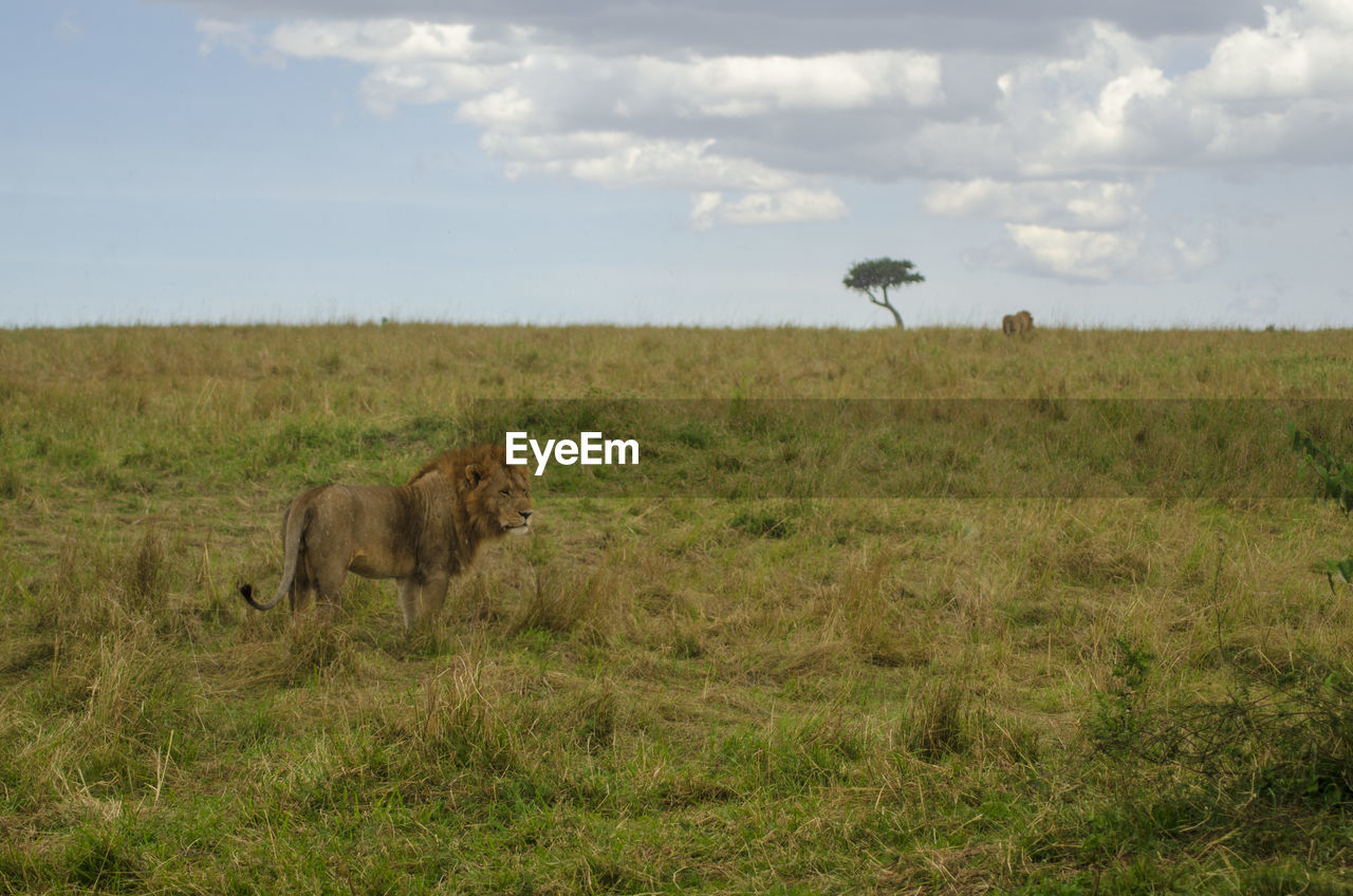 VIEW OF A HORSE IN FIELD