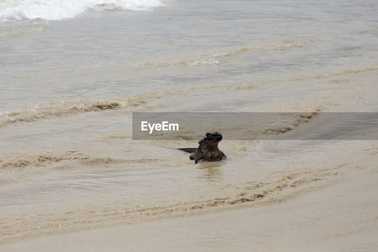 Large fierce looking male marine iguana seen emerging from the sea, puerto villamil