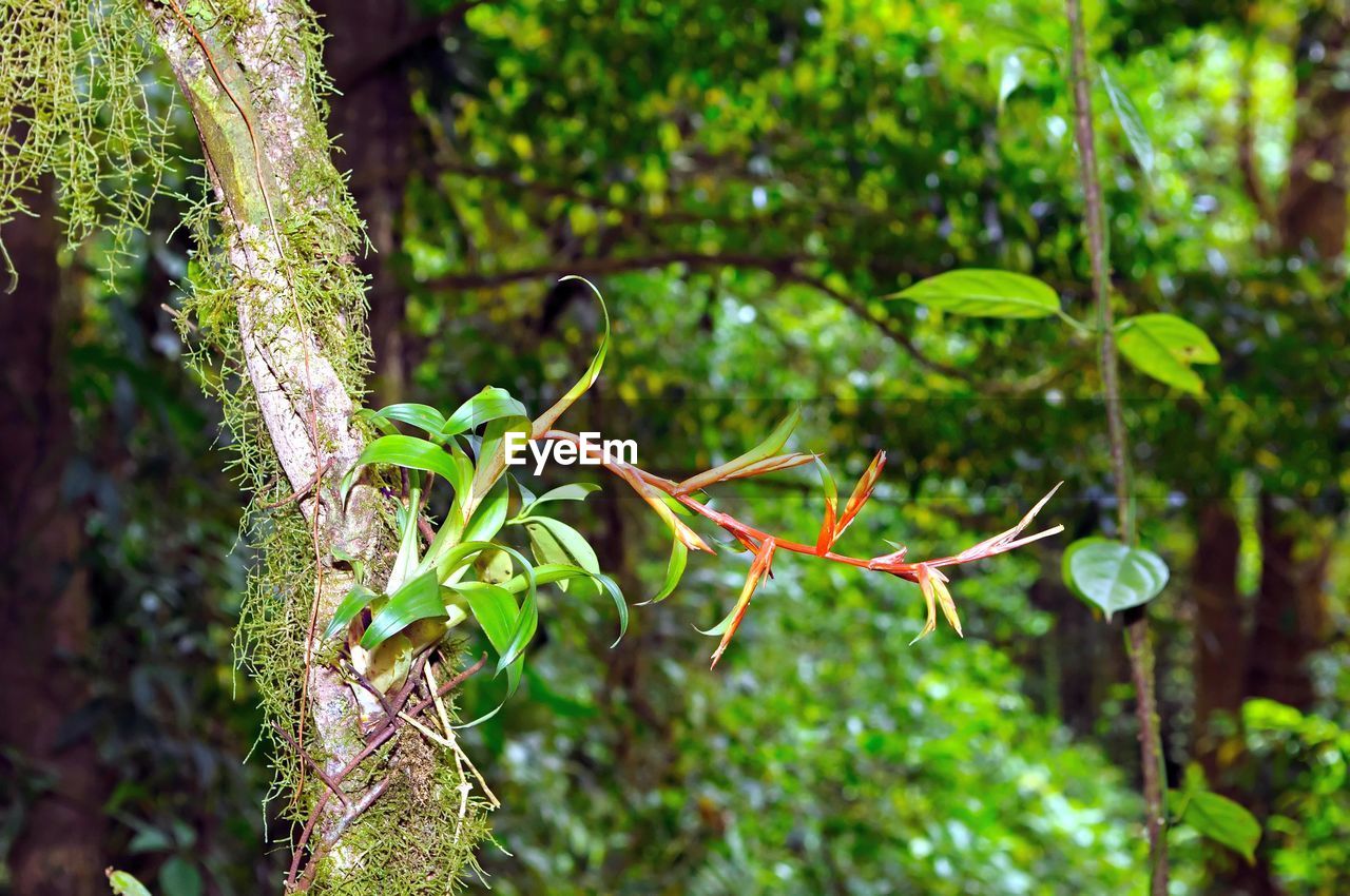 CLOSE-UP OF LEAVES ON TREE