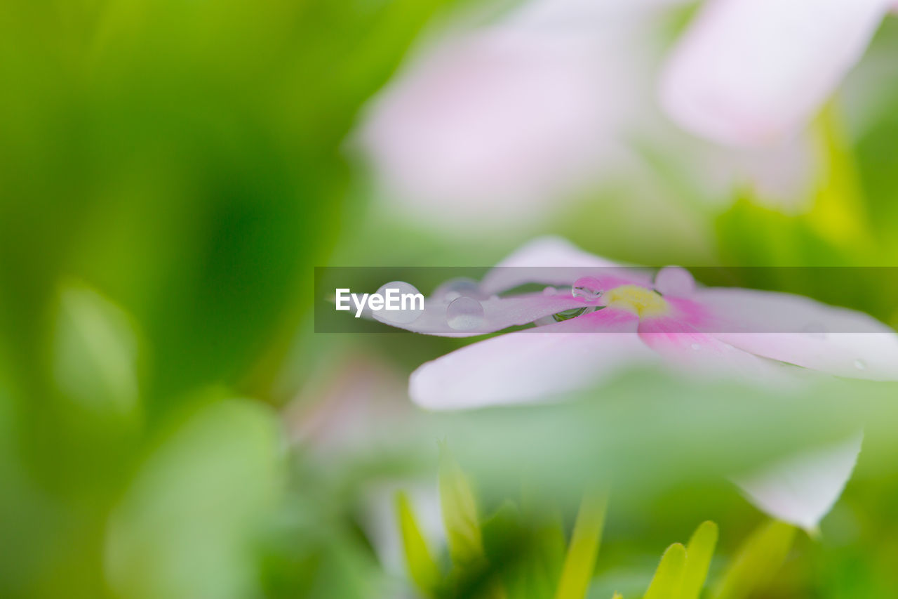 plant, flower, flowering plant, freshness, beauty in nature, green, close-up, macro photography, fragility, blossom, nature, petal, springtime, growth, selective focus, wildflower, flower head, pink, inflorescence, no people, outdoors, leaf, water, grass, plant part, day, environment, yellow, meadow, summer, macro, defocused, extreme close-up, focus on foreground, tranquility