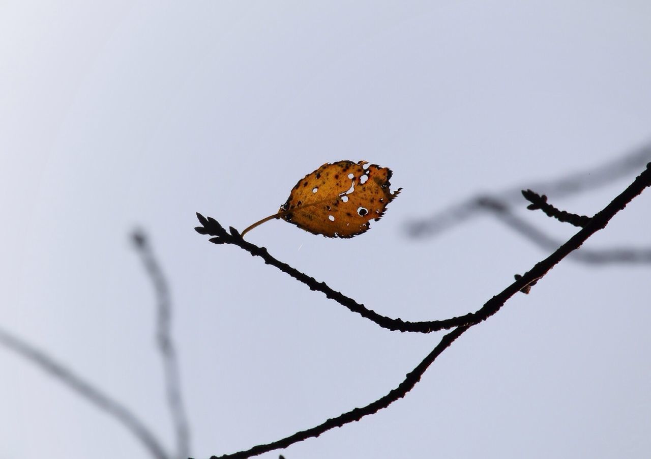 Close-up of dry leaf against clear sky